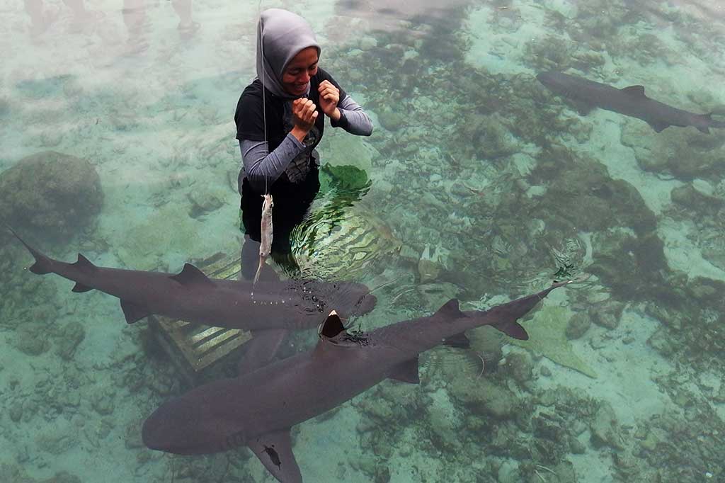 Berada di kolam hiu yang jumlahnya mencapai puluhan menjadi sensasi tersendiri bagi para wisatawan. Ada rasa takut, namun juga penasaran untuk bisa mendekati predator laut tersebut.