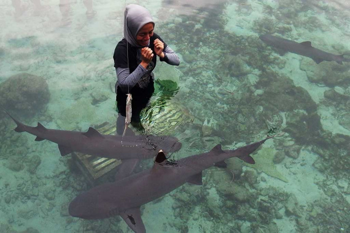 Berada di kolam hiu yang jumlahnya mencapai puluhan menjadi sensasi tersendiri bagi para wisatawan. Ada rasa takut, namun juga penasaran untuk bisa mendekati predator laut tersebut.