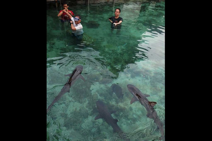 Penangkaran hiu sirip hitam dan sirip putih yang telah ada sejak 30 tahun lalu itu menjadi salah satu destinasi wisata favorit di kawasan Pulau Karimunjawa.