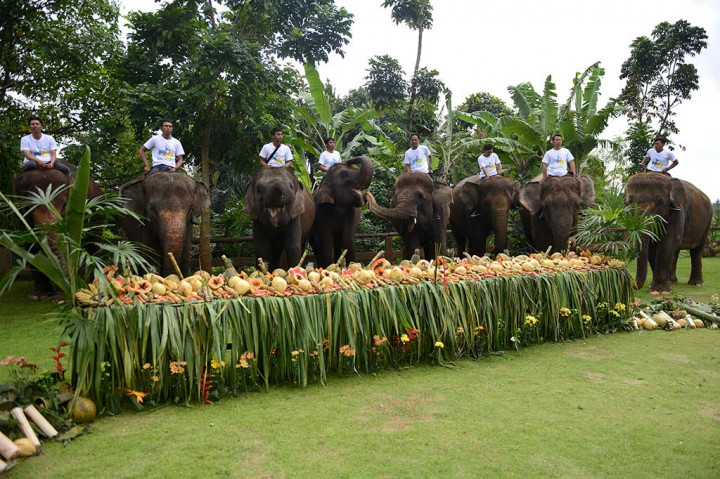 Pawang bersiap memberikan makanan favorit gajah dalam rangkaian perayaan Hari Gajah Sedunia yang jatuh setiap tanggal 12 Agustus, di Bali Zoo, Gianyar, Bali, Sabtu (12/8/2017). AFP/Sonny Tumbelaka