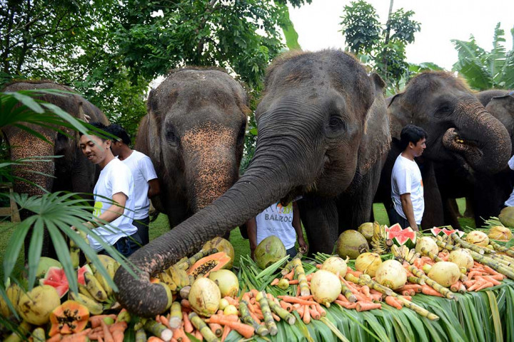 Bali Zoo menyediakan 60 kg buah-buahan dan daun-daunan favorit gajah dengan tema prasmanan sebagai hadiah spesial dalam perayaan tersebut. AFP/Sonny Tumbelaka