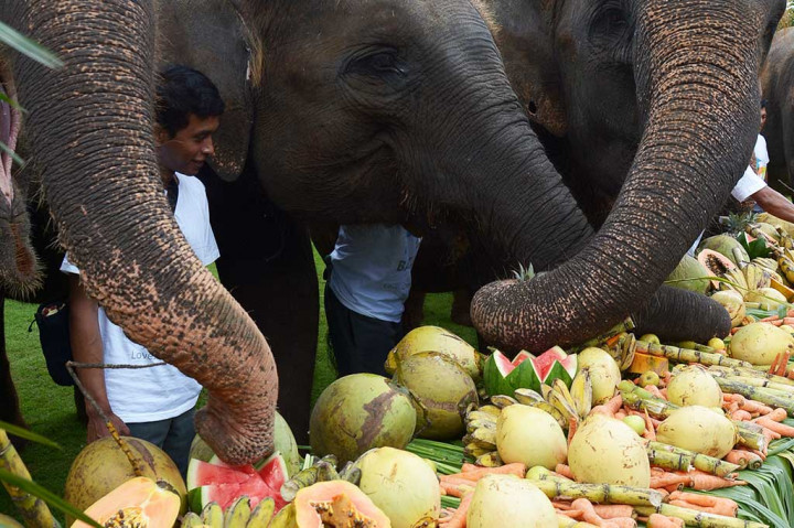 Berbagai makanan favorit yang disajikan di antaranya semangka, pepaya, nanas, wortel, pisang, tebu, daun beringin, hingga kelapa kuning, yang lahap disantap sepuasnya oleh sembilan mamalia darat terbesar dari Sumatra itu. ANTARA/Wira Suryantala