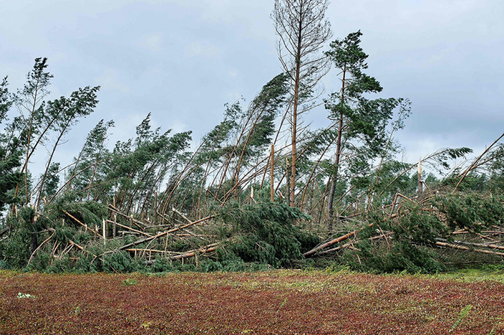 Badai angin topan juga menyebabkan kerusakan pada bangunan, pepohonan dan infrastruktur listrik.