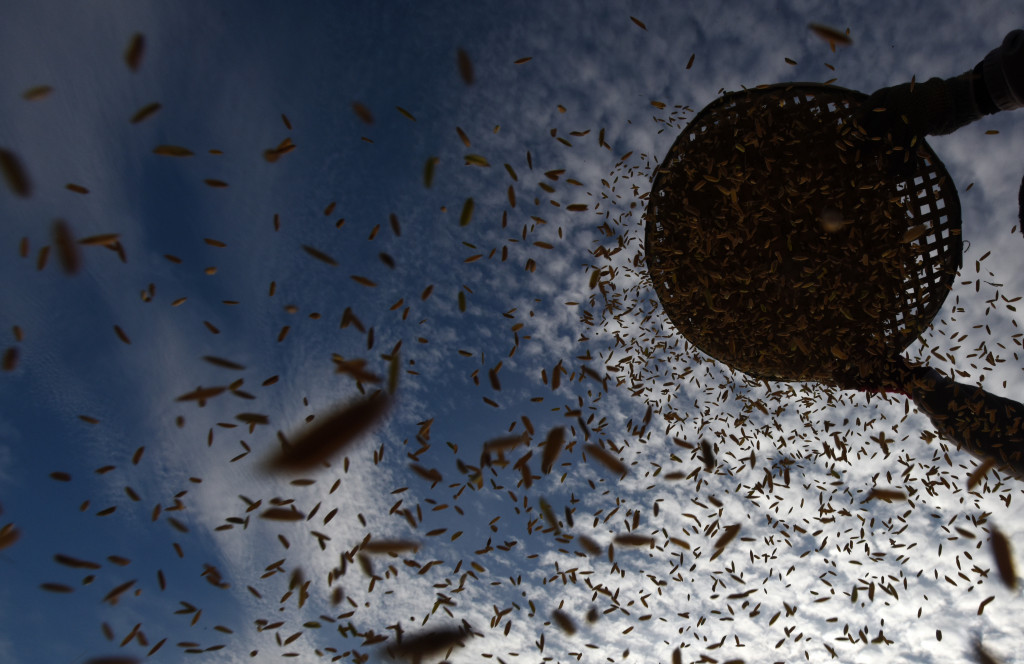 Petani memisahkan beras dari kulit gabah. Beras hasil kerja para petani Sulsel juga memenuhi kebutuhan pangan warga propinsi lain. 