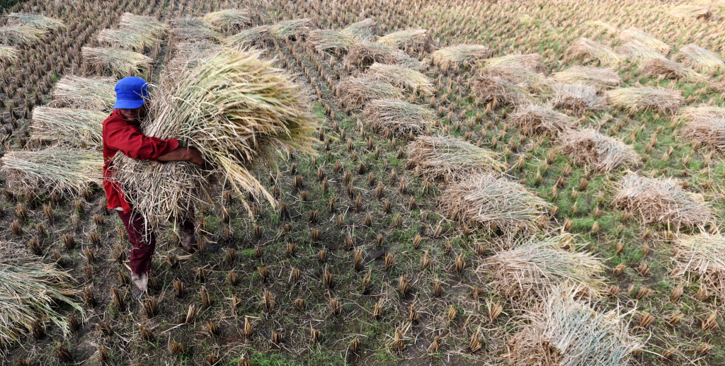Petani mengangkat padi hasil panennya dari sawah. Sulawesi Selatan merupakan salah satu lumbung beras nasional.