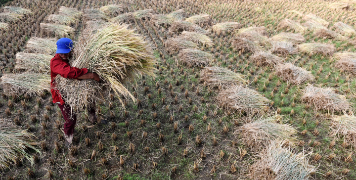 Petani mengangkat padi hasil panennya dari sawah. Sulawesi Selatan merupakan salah satu lumbung beras nasional.