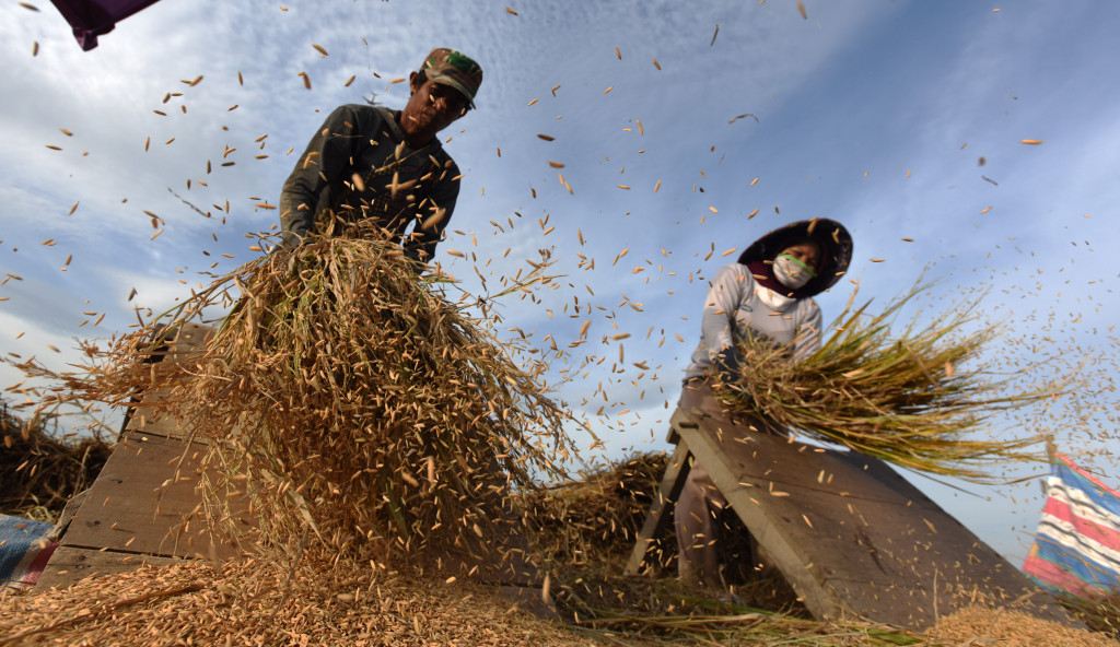 Dua petani memisahkan padi dari tangkainya dengan cara tradisional di persawahan Samata Gowa, Sulawesi Selatan, Senin (21/8/2017).