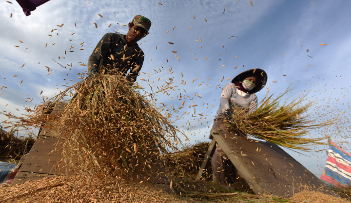 Dua petani memisahkan padi dari tangkainya dengan cara tradisional di persawahan Samata Gowa, Sulawesi Selatan, Senin (21/8/2017).
