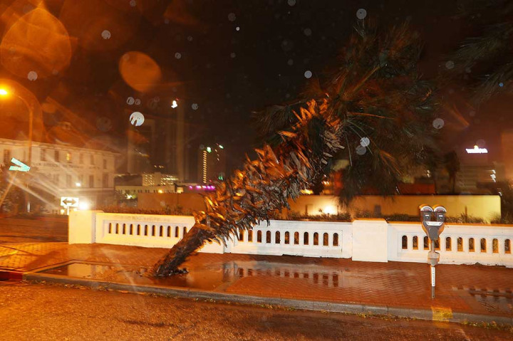 Pohon nyaris rubuh setelah tidak kuat menahan dahsyatnya badai Harvey. 