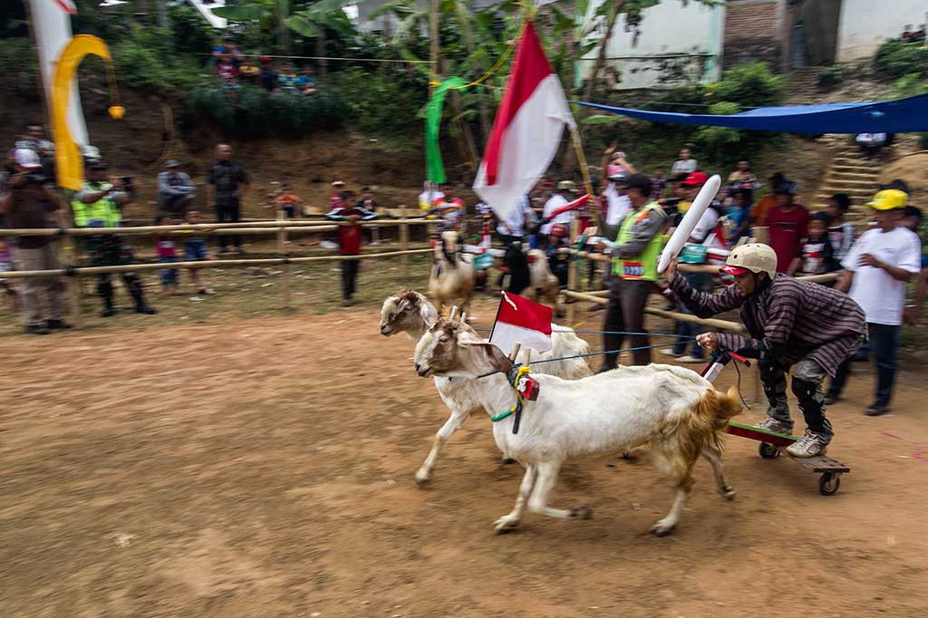 Joki berusaha memacu kambing-kambingnya dalam lomba karapan kambing di Carangwulung, Jombang, Jawa Timur, Minggu (27/8/2017).