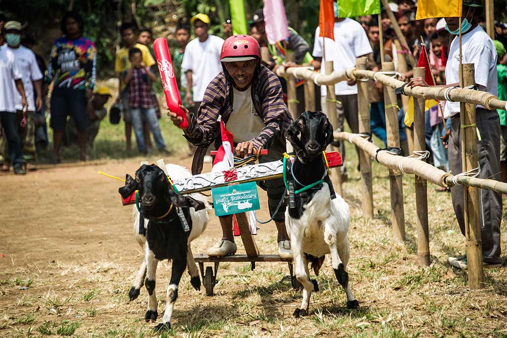 Berbeda dengan karapan sapi, menjadi joki karapan kambing jauh lebih sulit. Diperlukan keahlian dan kesabaran untuk mengarahkan kambing hingga garis finis.