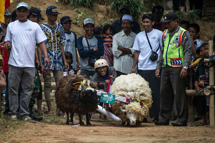 Namun inilah yang justru menarik bagi penonton, sekaligus tantangan bagi joki untuk 'membawa' kambing-kambingnya hingga garis finis.