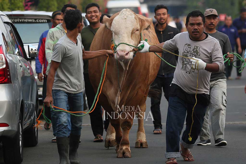 Pada Iduladha 1438 H ini, Media Group menyalurkan hewan kurban sebanyak 19 ekor sapi dan 20 ekor kambing. 13 ekor sapi dan 12 ekor kambing disembelih di kompleks Media Group, sementara 6 ekor sapi dan 8 ekor kambing dialokasikan ke tempat lain. Hewan kurban tersebut berasal dari pimpinan Media Goup, jajaran direksi, unit-unit Media Group, karyawan, sponsor dan klien.