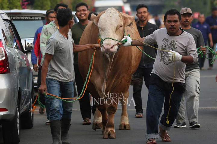 Pada Iduladha 1438 H ini, Media Group menyalurkan hewan kurban sebanyak 19 ekor sapi dan 20 ekor kambing. 13 ekor sapi dan 12 ekor kambing disembelih di kompleks Media Group, sementara 6 ekor sapi dan 8 ekor kambing dialokasikan ke tempat lain. Hewan kurban tersebut berasal dari pimpinan Media Goup, jajaran direksi, unit-unit Media Group, karyawan, sponsor dan klien.