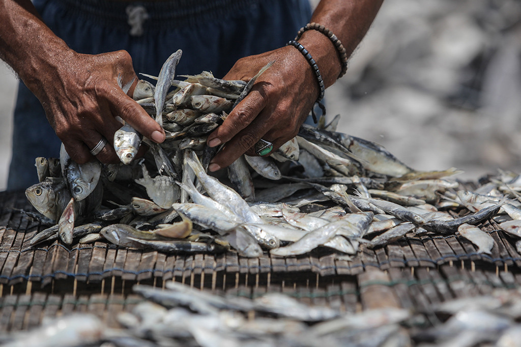 Produksi ikan asin di kawasan Muara Angke, Jakarta, meningkat 50%.