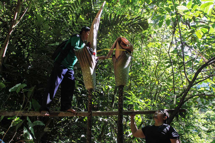 Tim dari Balai Besar Konservasi Sumber Daya Alam (BBKSDA) Riau mengukur ulang dua bunga bangkai (Amorphopallus Gigas) yang berada di kawasan Cagar Alam Bukit Bungkuk Kabupaten Kampar, Riau, Senin (18/9/2016).