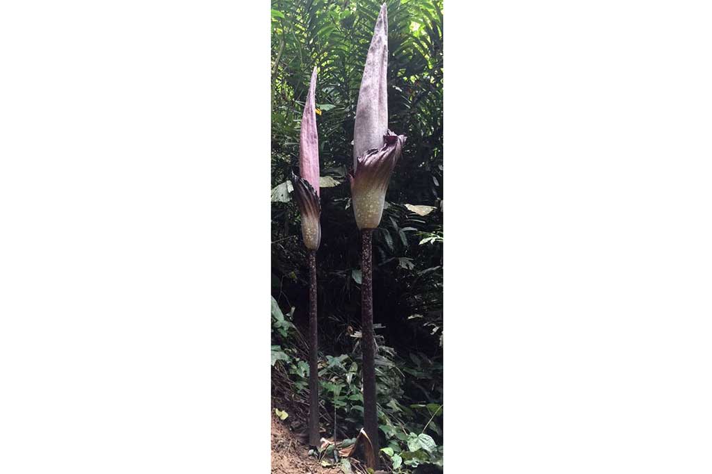 Bunga yang masing-masing setinggi 3,3 meter dan  3,97 meter ini diklaim sebagai bunga bangkai tertinggi di dunia.