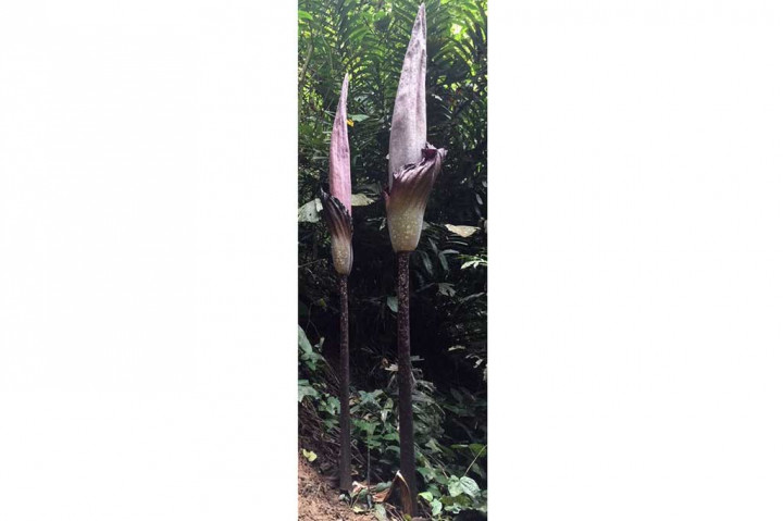 Bunga yang masing-masing setinggi 3,3 meter dan  3,97 meter ini diklaim sebagai bunga bangkai tertinggi di dunia.