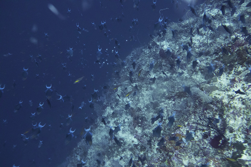 Wakatobi yang memiliki total area 1,39 juta hektare merupakan tempat segitiga terumbu karang terbesar di dunia dan menjadi prioritas tertinggi dalam hal konservasi laut.