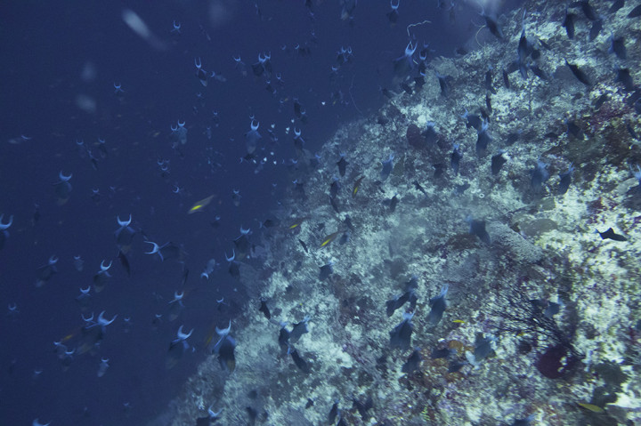 Wakatobi yang memiliki total area 1,39 juta hektare merupakan tempat segitiga terumbu karang terbesar di dunia dan menjadi prioritas tertinggi dalam hal konservasi laut.