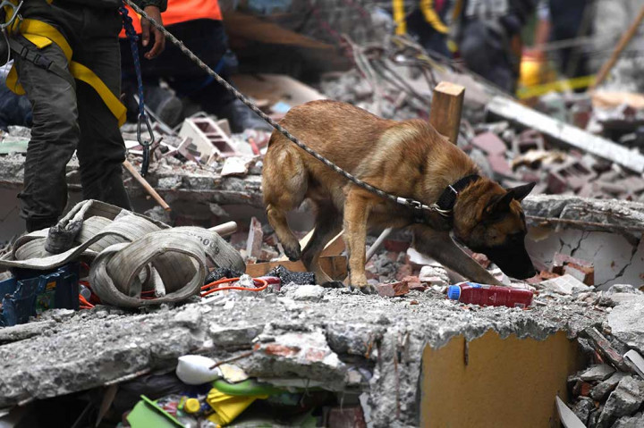 Anjing pelacak pun dikerahkan untuk mengendus keberadaan korban yang kemungkinan terjebak di bawah reruntuhan gedung.