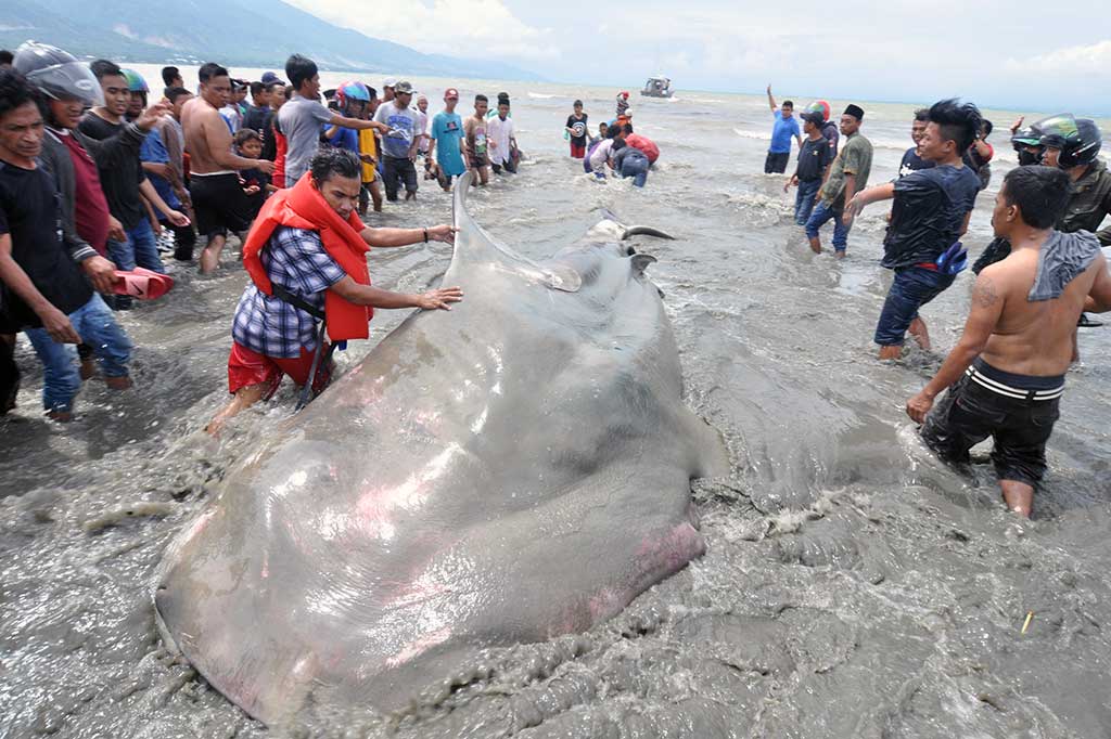 Seekor hiu tutul (Rhincodon typus) terdampar di Pantai Teluk Palu, Palu, Sulawesi Tengah, Jumat (22/9/2017).