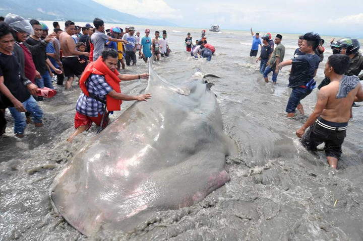 Seekor hiu tutul (Rhincodon typus) terdampar di Pantai Teluk Palu, Palu, Sulawesi Tengah, Jumat (22/9/2017).