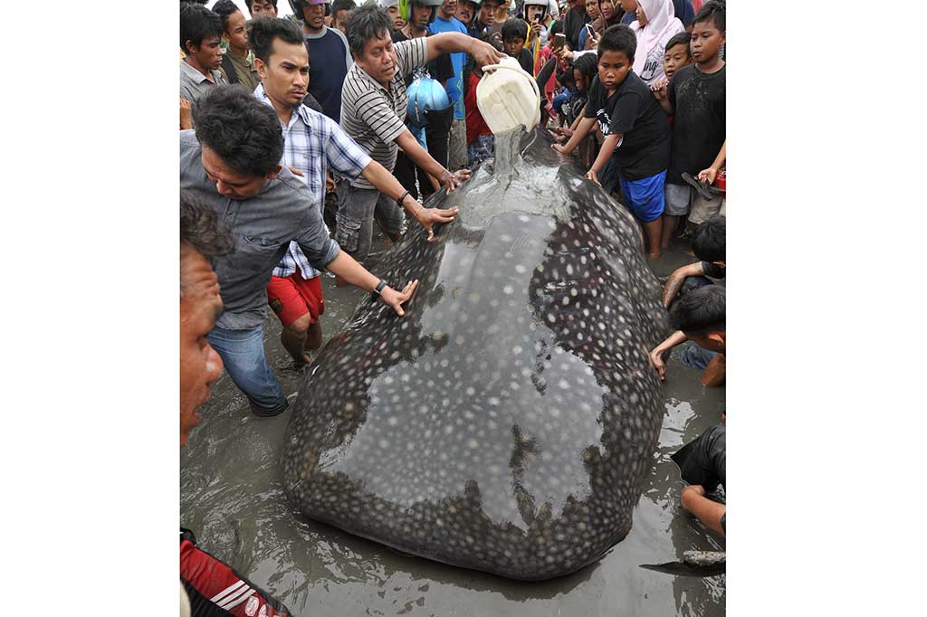 Warga menyirami hiu tutul dengan air laut agar tetap bertahan hidup.