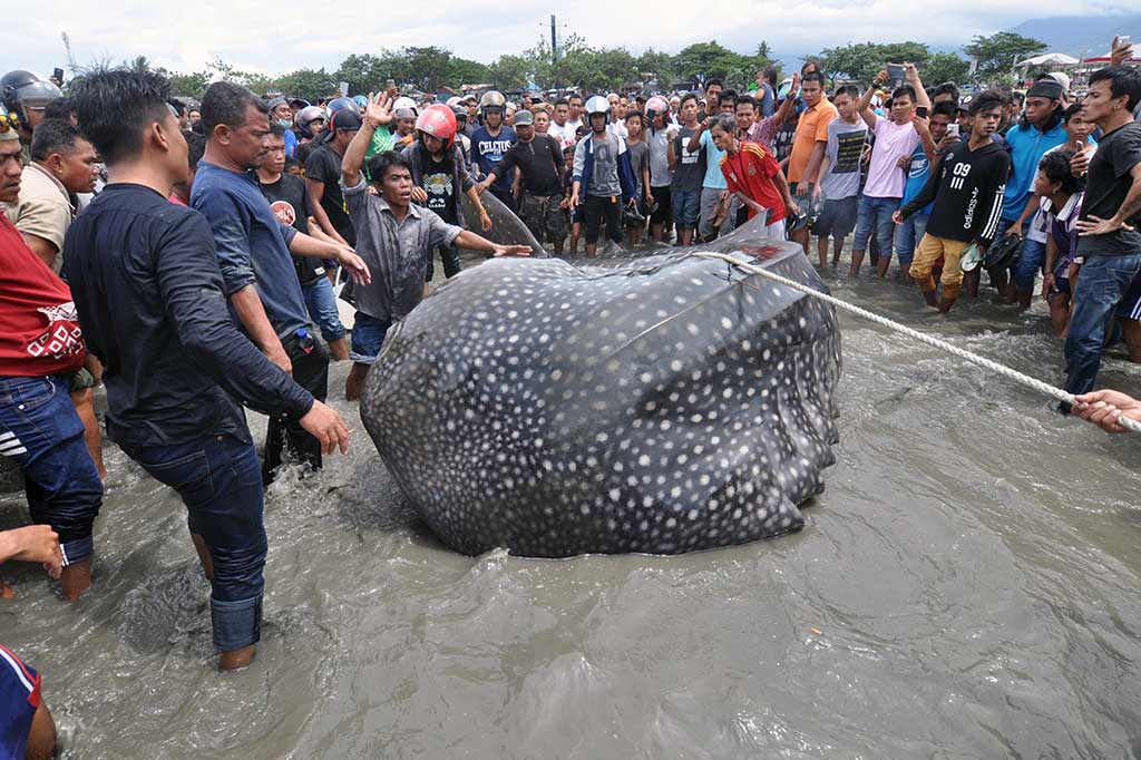 Hiu tutul sepanjang lima meter itu berhasil ditarik kembali ke laut setelah terdampar hampir lima jam dengan bantuan kapal polisi. 