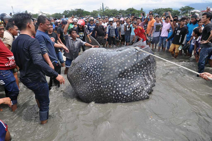 Hiu tutul sepanjang lima meter itu berhasil ditarik kembali ke laut setelah terdampar hampir lima jam dengan bantuan kapal polisi. 