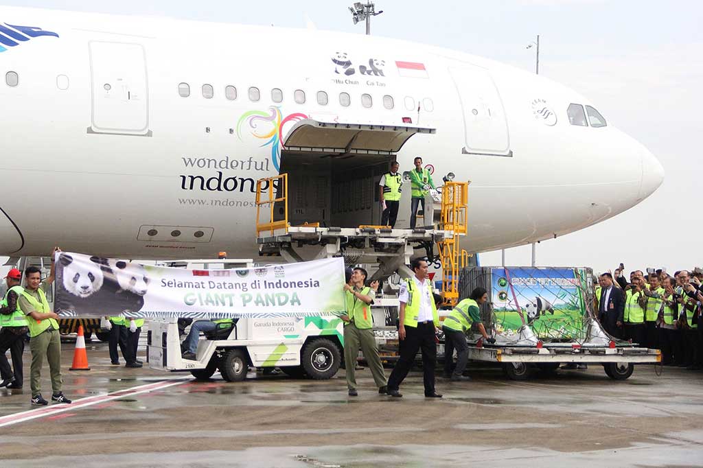 Petugas membentangkan spanduk bertuliskan 'Selamat Datang di Indonesia GIANT PANDA', saat sepasang panda asal Tiongkok tiba di Bandara Soekarno-Hatta, Tangerang, Banten, Kamis (28/9/2017). AFP/Garuda Indonesia/ Dicky Irhamsyah