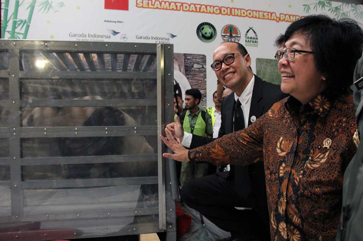 Menteri Lingkungan Hidup dan Kehutanan Siti Nurbaya menyambut langsung kedatangan panda peminjaman pengembangbiakan (breeding loan) dari Giant Landas, Tiongkok, untuk Indonesia bernama Cai Tao (jantan) dan Hu Chun (betina) tersebut. AFP/Garuda Indonesia/ Dicky Irhamsyah