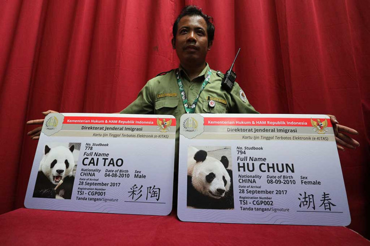 Setibanya di Jakarta, panda jantan Cai Tao berusia tujuh tahun dengan bobot 128 kilogram dan si betina Hu Chun usia sama berbobot 113 kilogram langsung dibawa ke Bogor untuk menjadi penghuni baru Taman Safari Indonesia (TSI) Cisarua. AFP/Bima Sakti