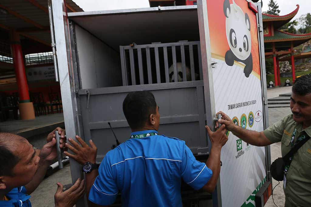 Pasangan panda tersebut selanjutnya menjalani karantina selama sebulan, sebelum menempati kandang yang telah disiapkan di TSI Cisarua. MI/Ramdani
