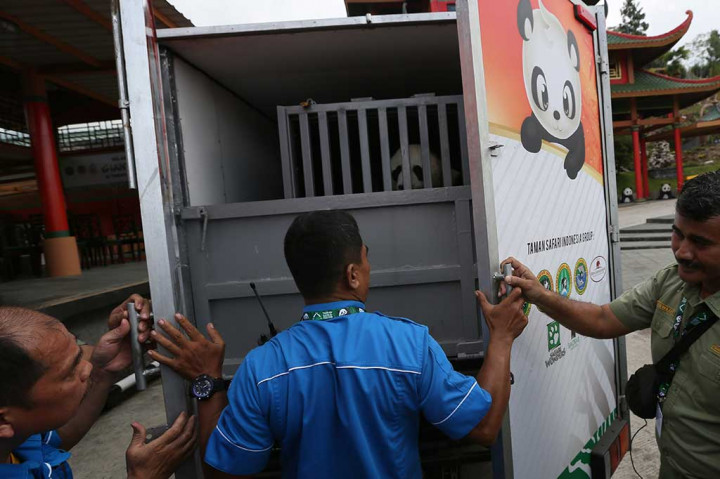 Pasangan panda tersebut selanjutnya menjalani karantina selama sebulan, sebelum menempati kandang yang telah disiapkan di TSI Cisarua. MI/Ramdani