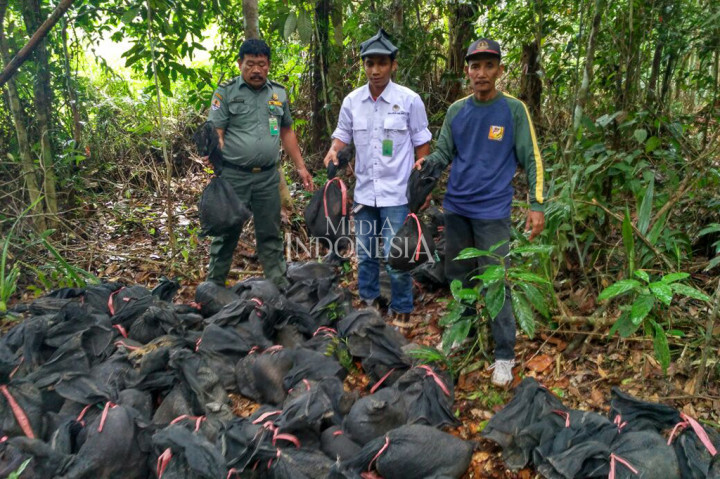 Balai Besar Konservasi Sumber Daya Alam (BBKSDA) Riau, melepasliarkan sebanyak 89 satwa liar dilindungi trenggiling (manis javanica) di Taman Nasional Zamrud, Kabupaten Siak.