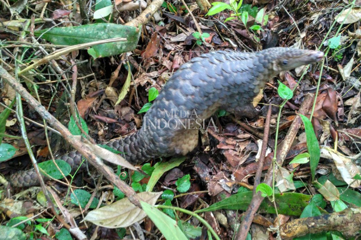 Humas BBKSDA Riau, Dian Indriati mengatakan seluruhnya ada sebanyak 95 ekor, namun enam di antaranya mati saat dibawa dari Dumai ke TN Zamrud di Kabupaten Siak.