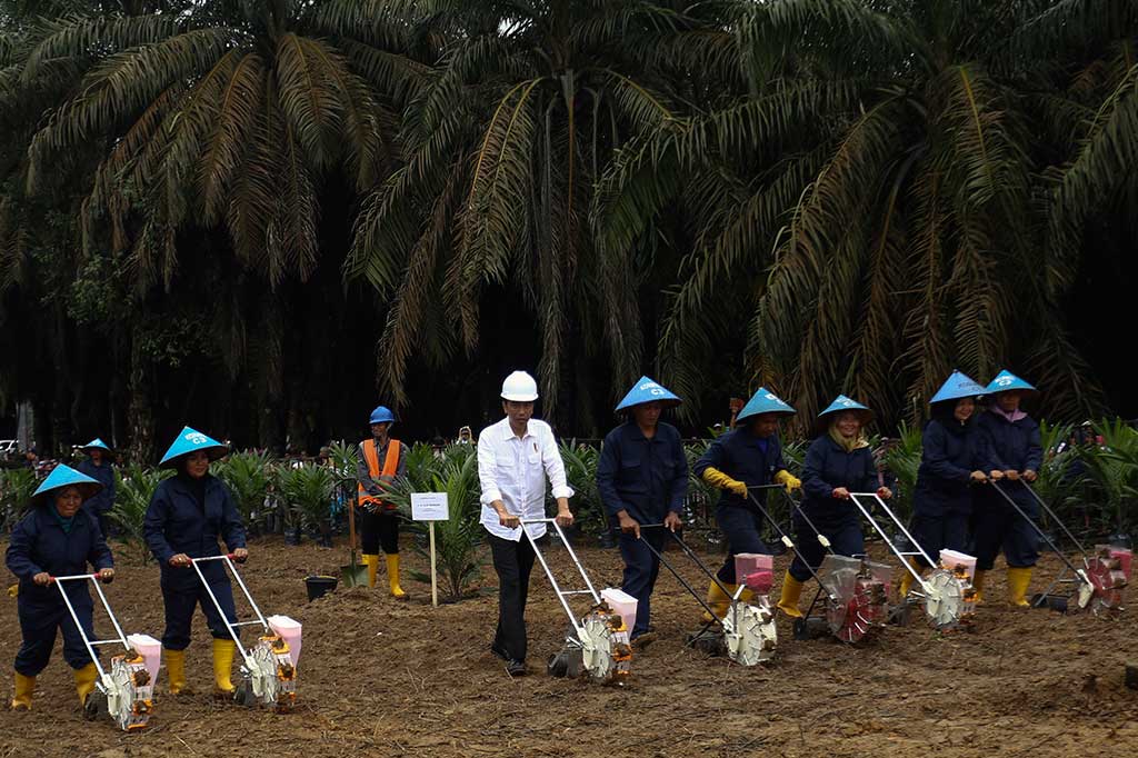Presiden melakukan penanaman tumpang sari bersama para petani saat launching penanaman perdana program peremajaan kebun kelapa sawit di Desa Panca Tunggal, Sungai Lilin, Musi Banyuasin. ANTARA/Nova Wahyudi