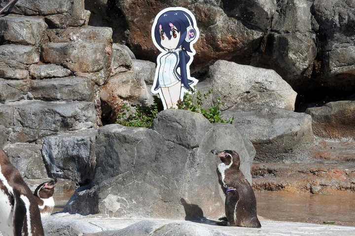 Kebun binatang Tobu di Saitama, Jepang berduka atas kematian penguin Grape-kun (anggur kecil), yang tenar setelah jatuh cinta dengan potongan karton karakter anime Kemono Friends, Hululu.