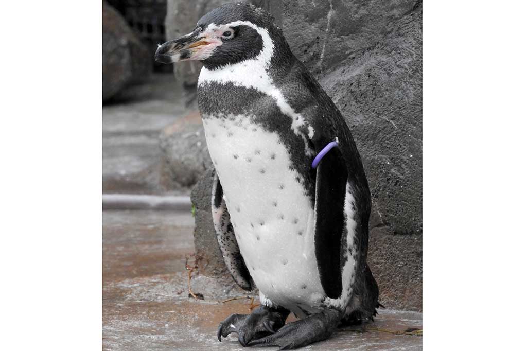 Awal tahun ini, penguin Humboldt tersebut menjadi terpukul setelah dicampakkan oleh mantan pasangannya, bernama Midori. Dan muncullah dewa penolong karton bergambar karakter Holulu, yang dipasang saat event anime Kemono Friends.