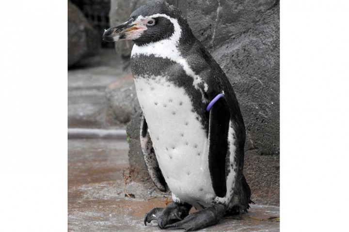 Awal tahun ini, penguin Humboldt tersebut menjadi terpukul setelah dicampakkan oleh mantan pasangannya, bernama Midori. Dan muncullah dewa penolong karton bergambar karakter Holulu, yang dipasang saat event anime Kemono Friends.