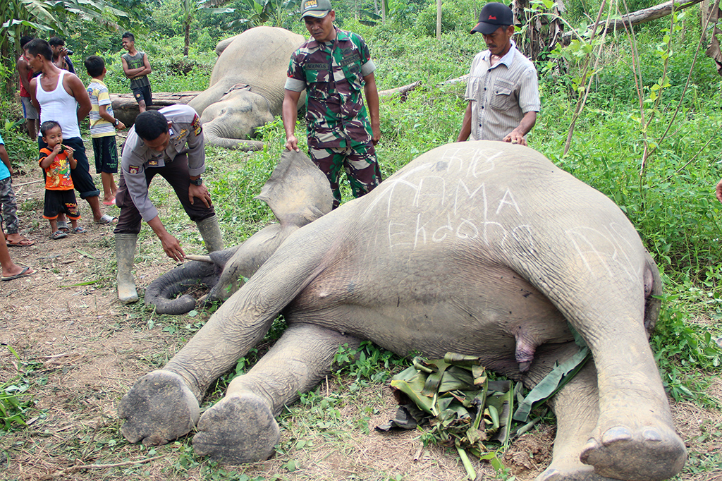 Warga bersama anggota TNI/Polri melihat dua gajah sumatera (Elephas maximus sumatrensis) yang mati diduga akibat tersengat arus listrik di Kawasan perkebunan warga Desa Seumanah Jaya, Rantoe Perlak, Aceh Timur, Aceh.