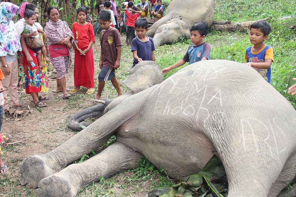 Diketahui kedua gajah yang mati tersebut berjenis kelamin jantan dan betina, dan diduga induk dan anak.
