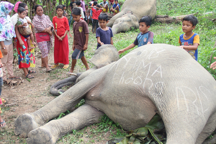 Diketahui kedua gajah yang mati tersebut berjenis kelamin jantan dan betina, dan diduga induk dan anak.
