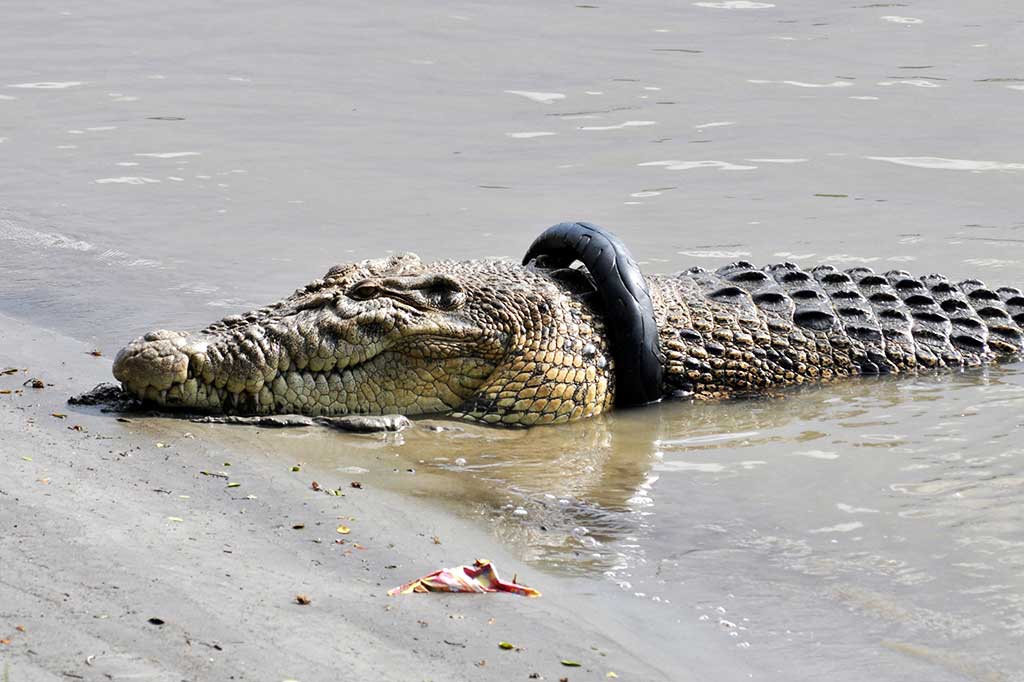 Seekor buaya yang terjerat sampah ban bekas sepeda motor kembali muncul di permukaan sungai di Palu, Sulawesi Tengah, Senin (30/10/2017). 