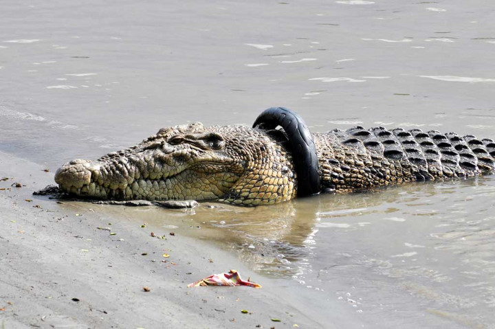 Seekor buaya yang terjerat sampah ban bekas sepeda motor kembali muncul di permukaan sungai di Palu, Sulawesi Tengah, Senin (30/10/2017). 