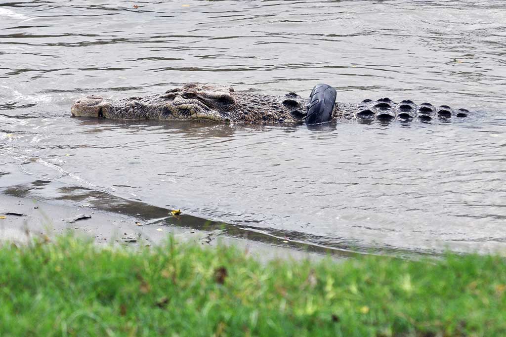 Satwa dilindungi dengan panjang sekitar empat meter itu telah berkalung ban selama lebih dari satu tahun sejak pertama kali terlihat pada 20 September 2016 lalu.