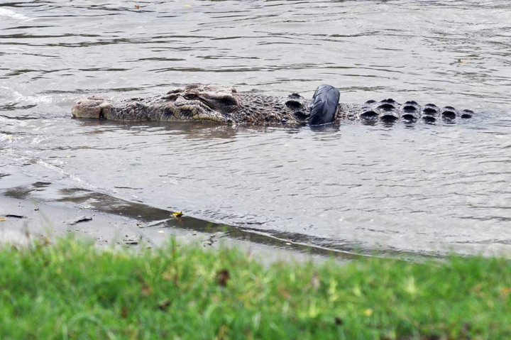 Satwa dilindungi dengan panjang sekitar empat meter itu telah berkalung ban selama lebih dari satu tahun sejak pertama kali terlihat pada 20 September 2016 lalu.