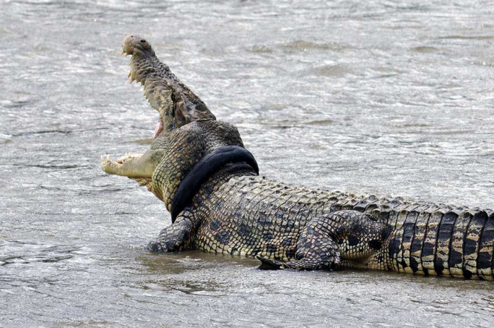 Upaya pertolongan sempat dilakukan oleh aktivis lingkungan, namun belum membuahkan hasil.