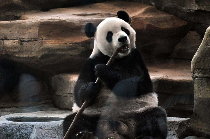 Direktur Taman Safari Indonesia (TSI) Cisarua, Jansen Manangsang mengatakan selama masa karantina kedua panda tersebut menjalani serangkaian pemeriksaan kesehatan mulai dari pemeriksaan darah, kencing, tubuh dan gigi.
